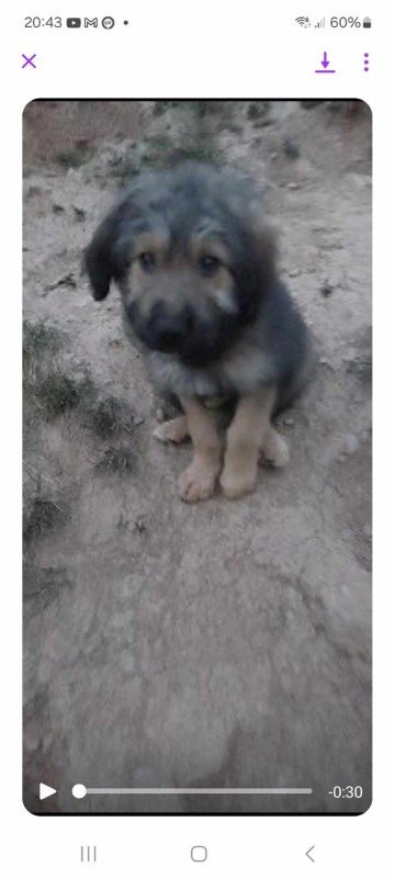 Tasha