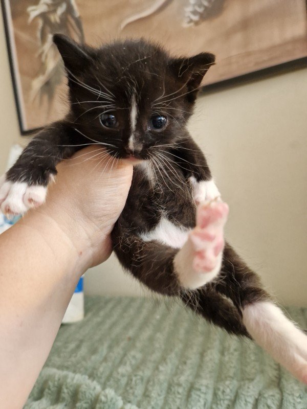 Felix