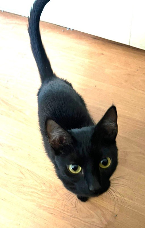 Gato