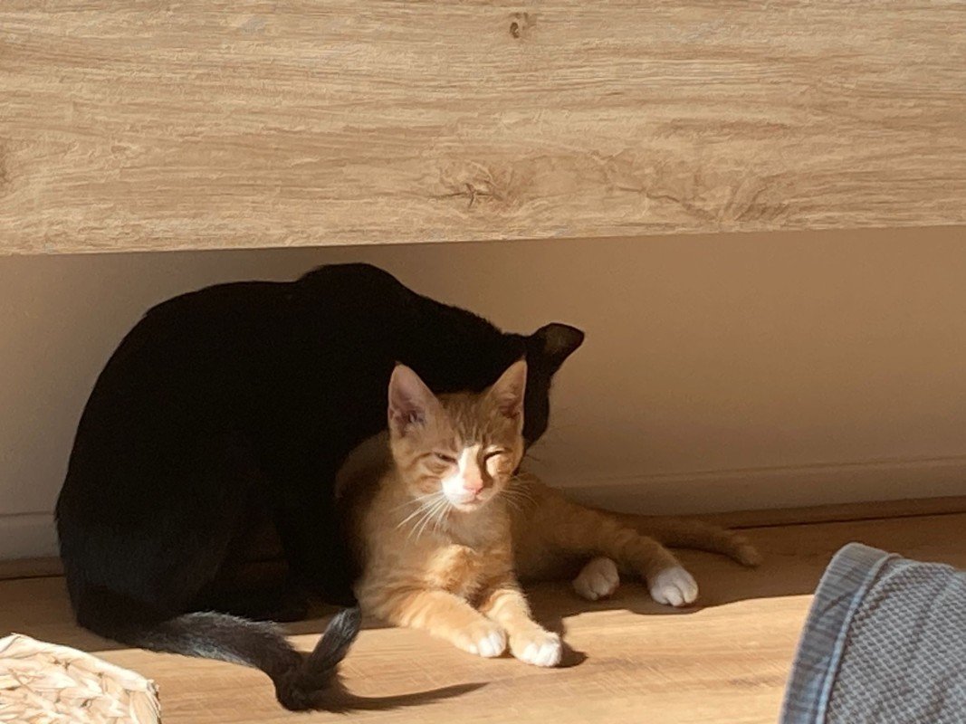 Gato