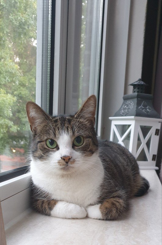 Lilo
