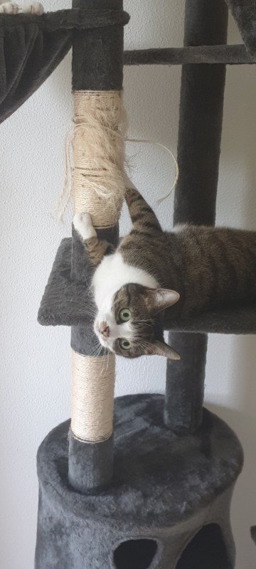 Lilo