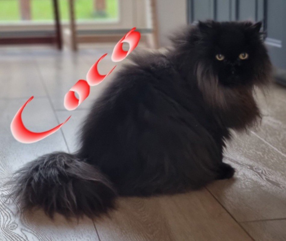 Coco