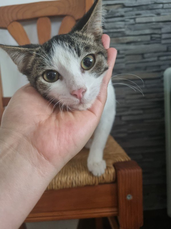 Marti