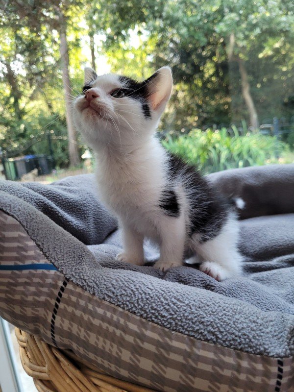 Matteo