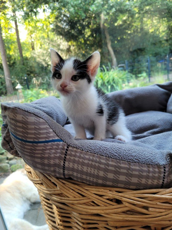 Matteo