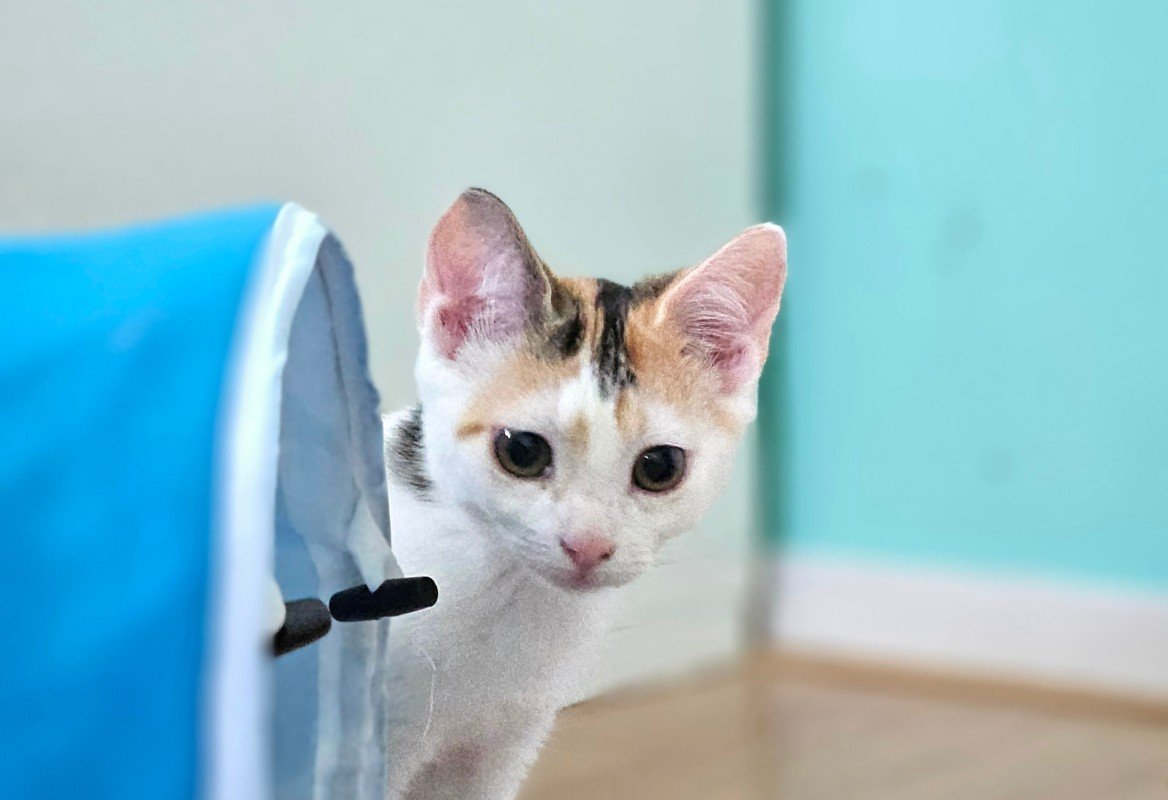 Hazel