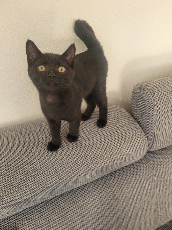 Nova