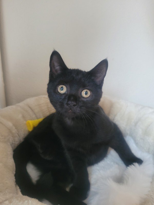 Nova