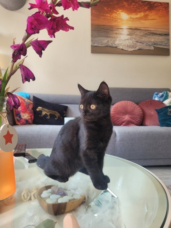 Nova