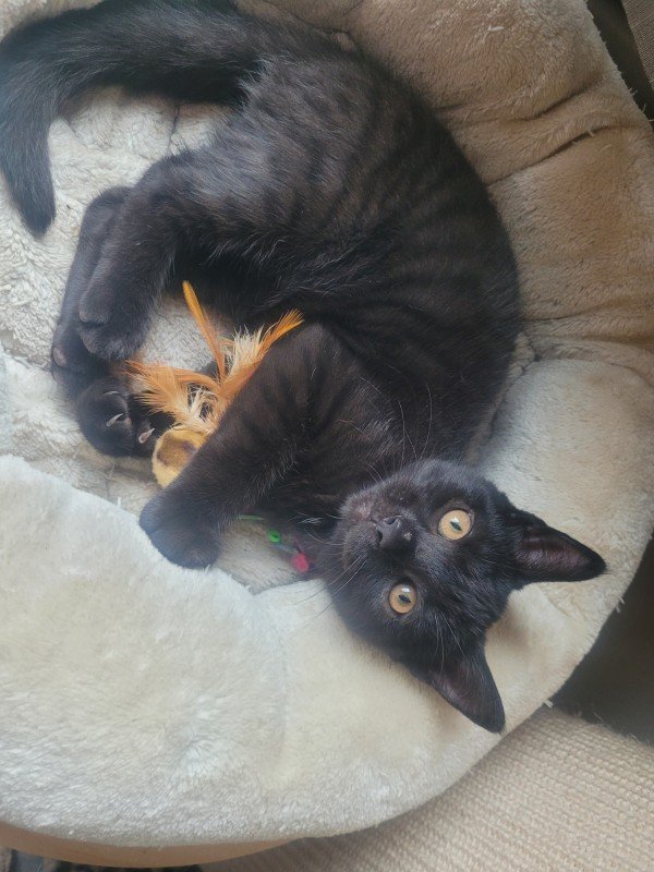 Nova