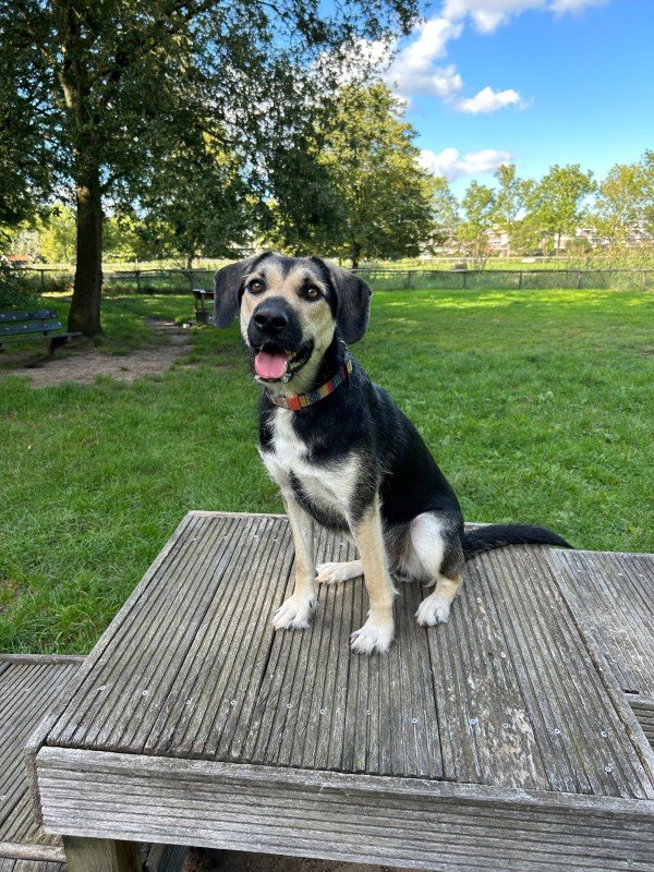 Fenja