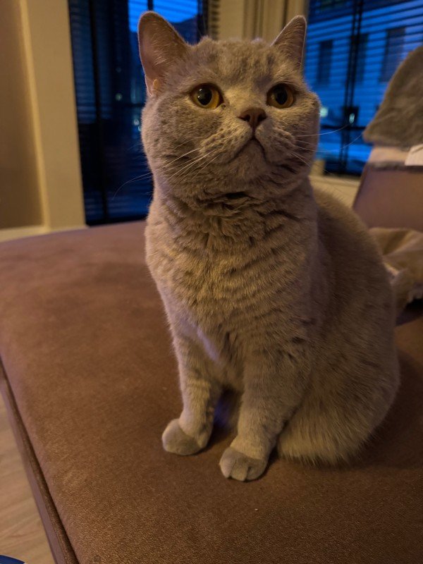 Bibi