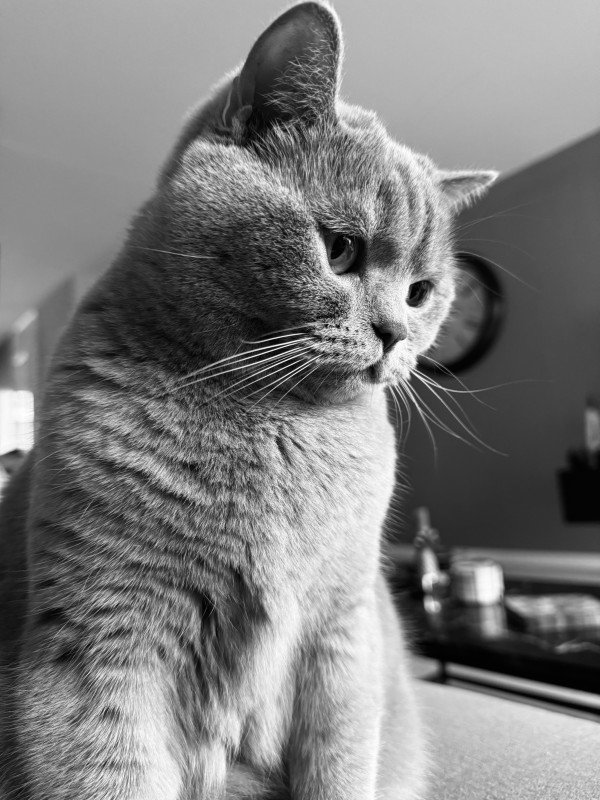 Bibi