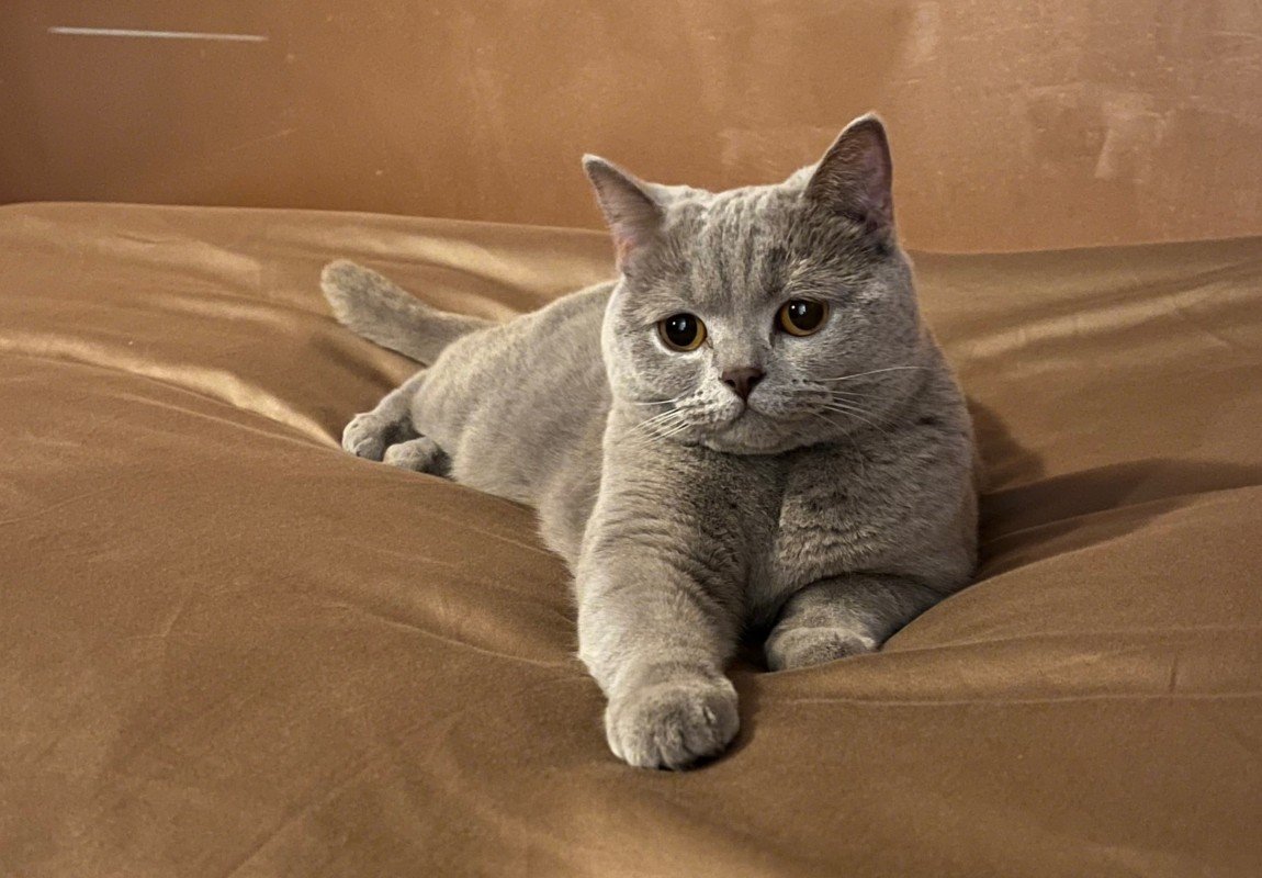 Bibi