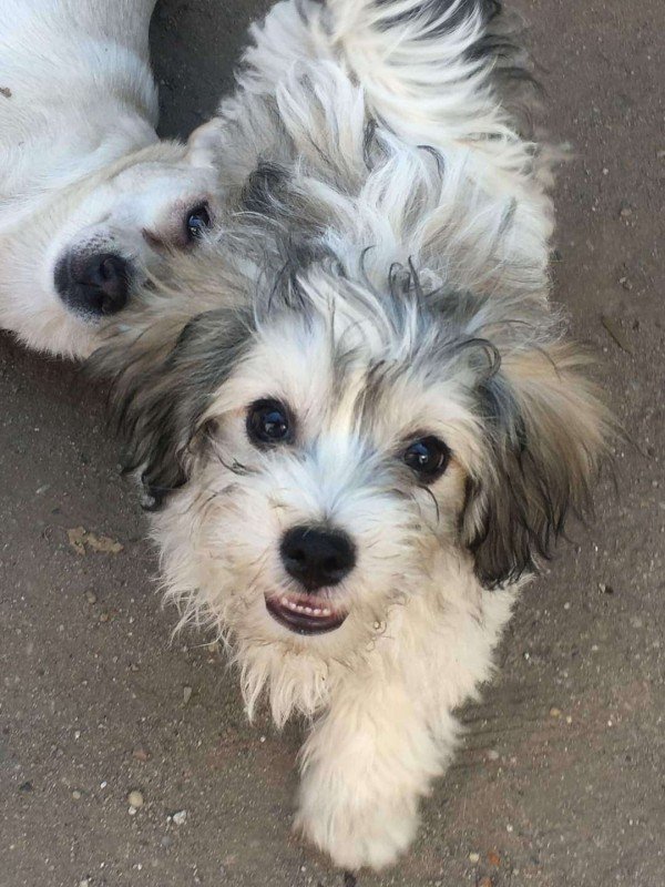 Piper