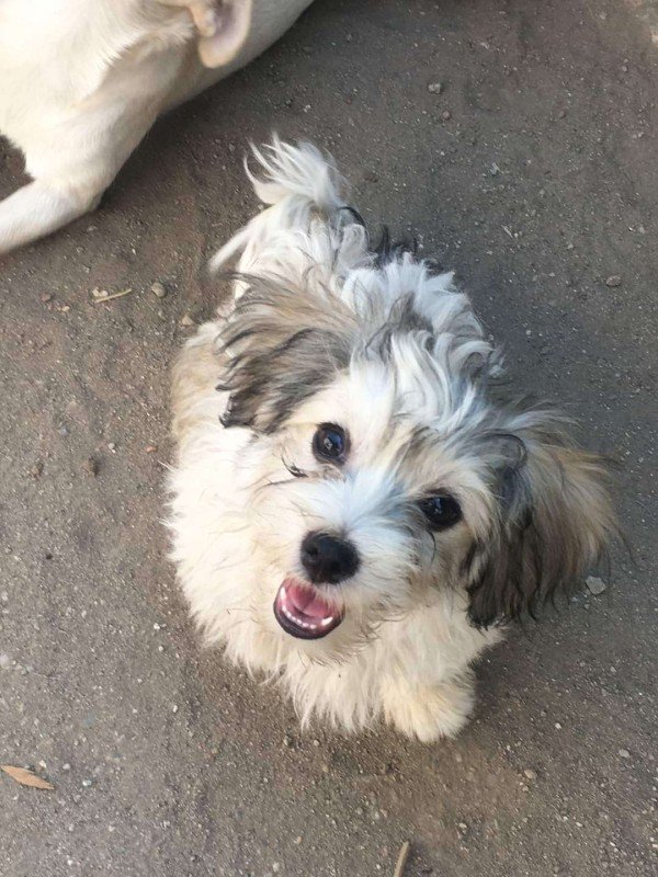 Piper