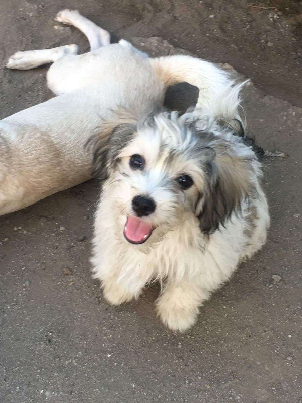 Piper