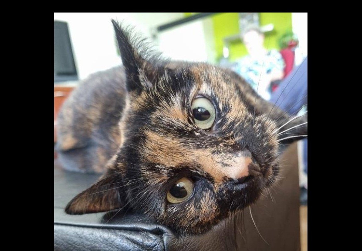 Bella