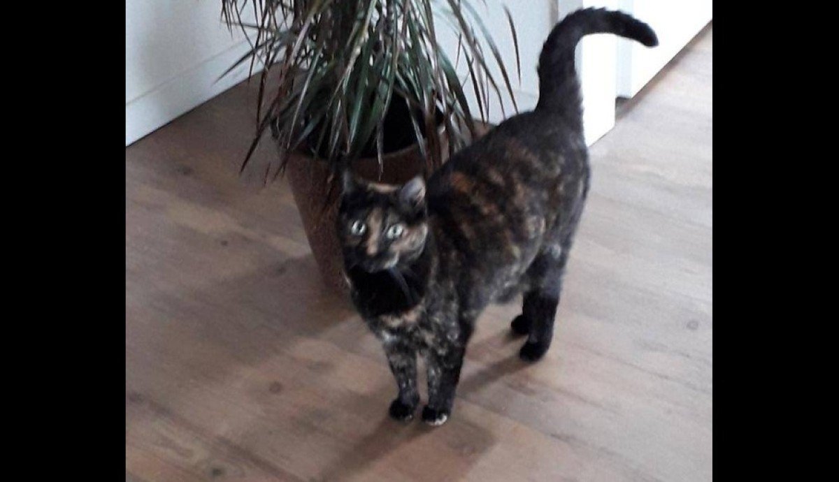 Bella