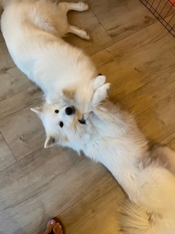 Paco
