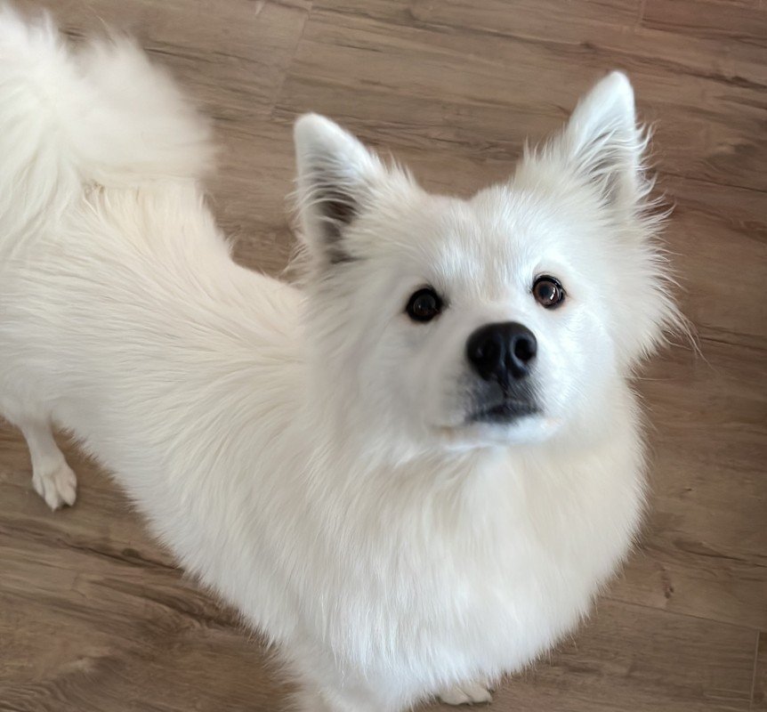 Paco