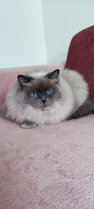 Bowie