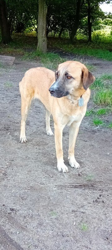 Sasja