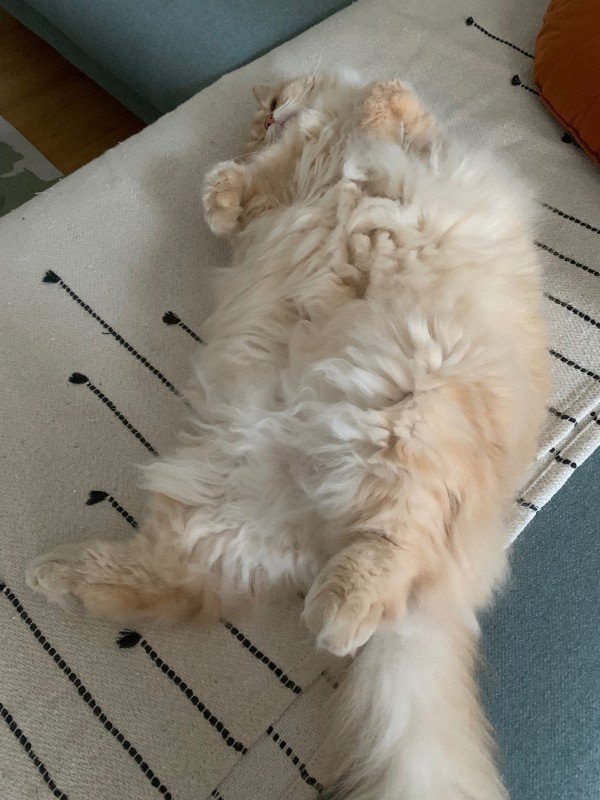 Finn
