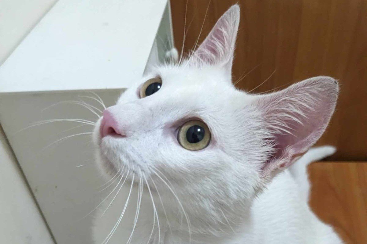 Aiko
