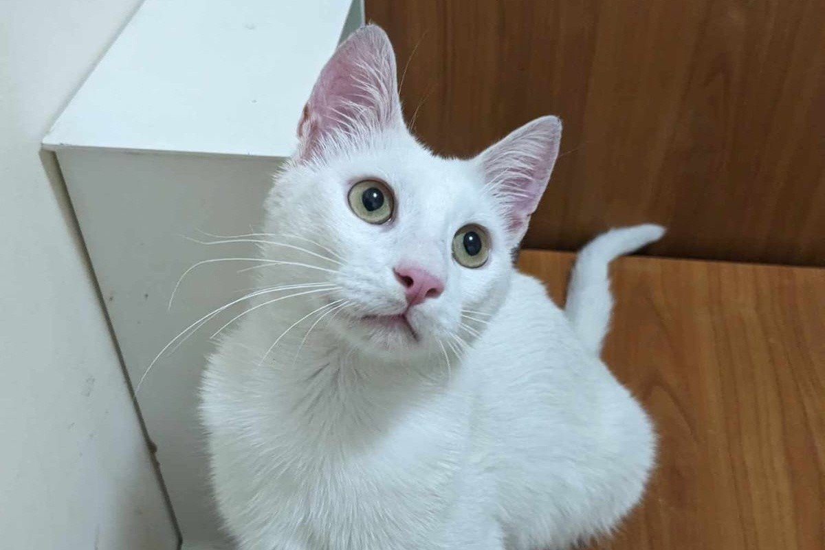 Aiko
