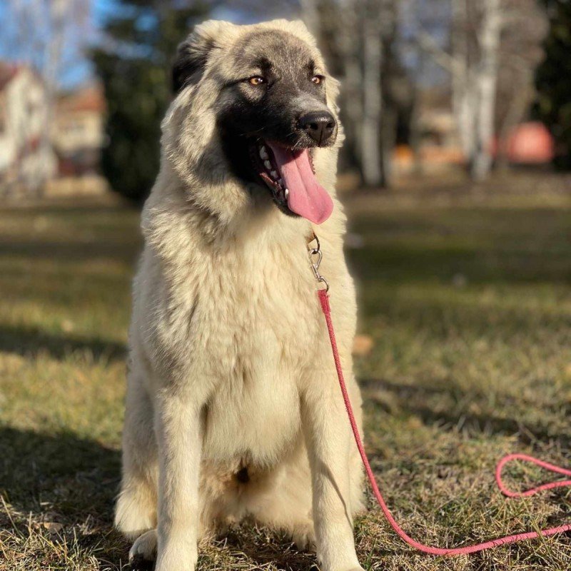 Ellie