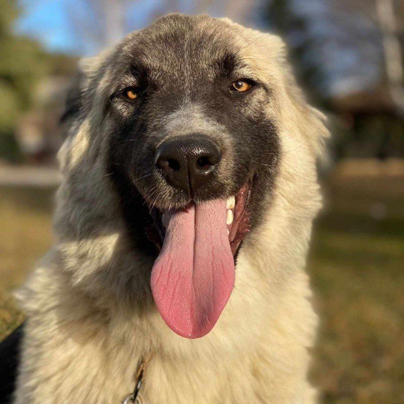 Ellie