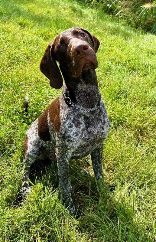 Jambo Baraka van de Vrombautput