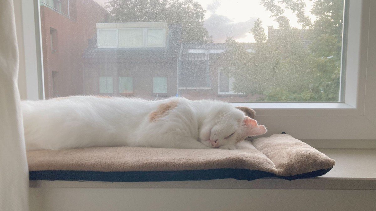 Duuk zoekt met urgentie een warm thuis ♥