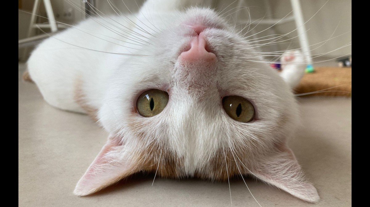 Duuk zoekt met urgentie een warm thuis ♥