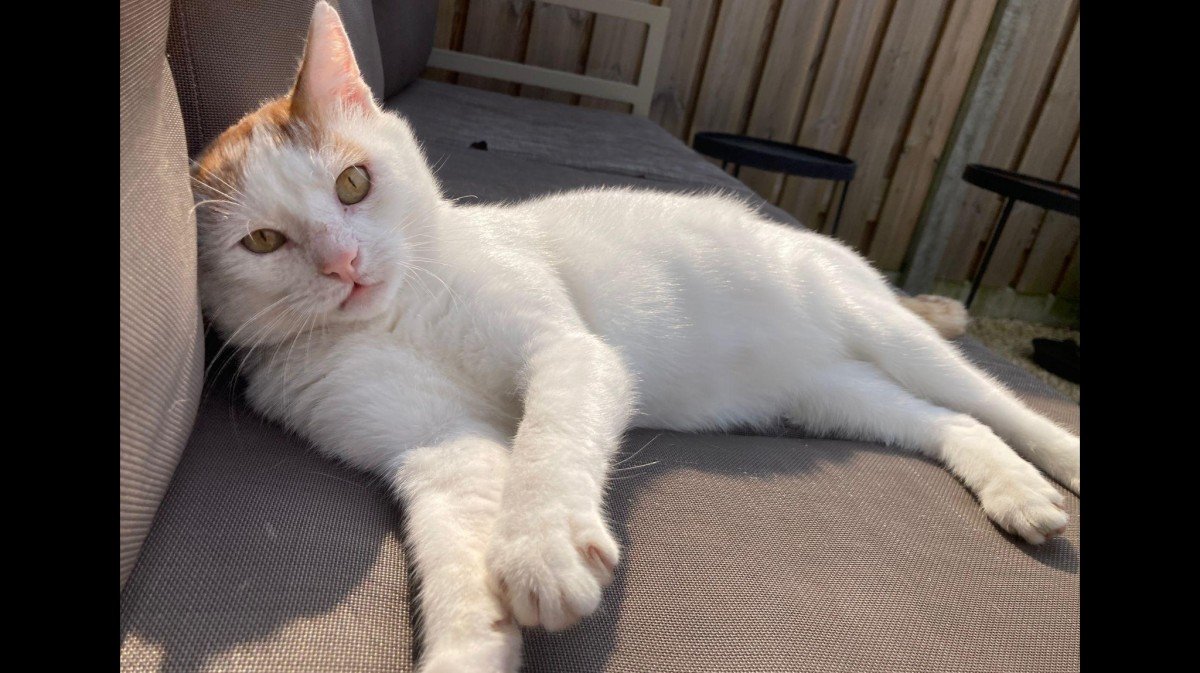 Duuk zoekt met urgentie een warm thuis ♥