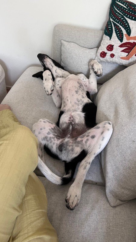 Louie