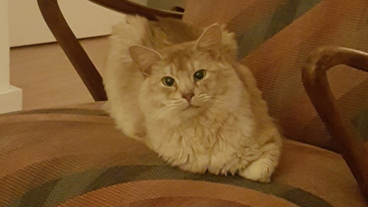 Eddie