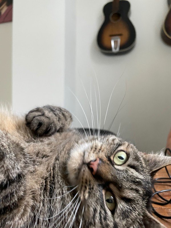 Muis