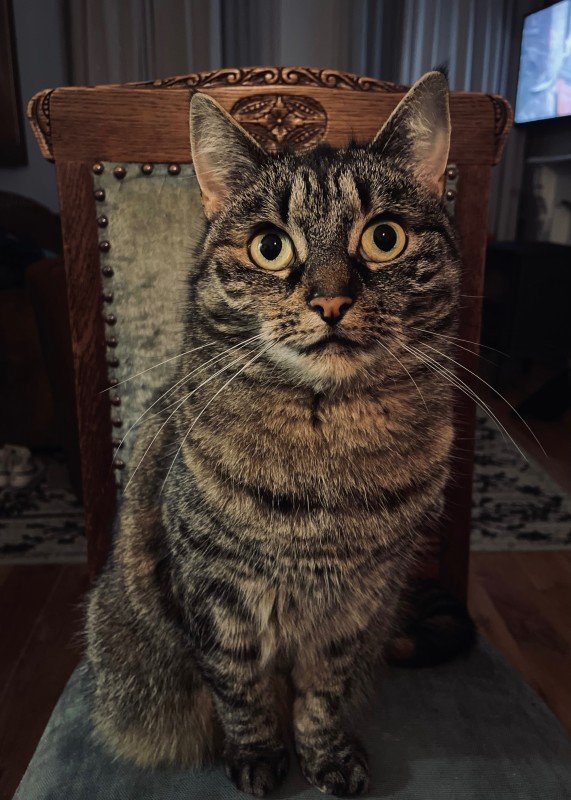 Muis