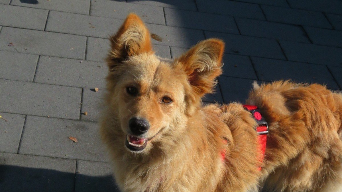 Pascha