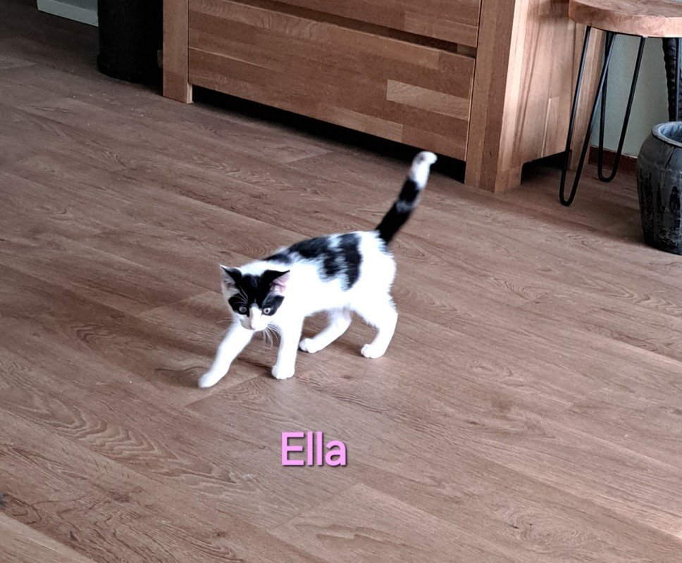 Ella