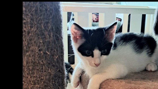 Ella