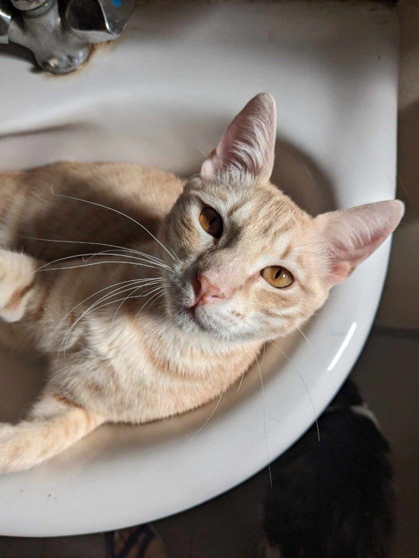 Catito