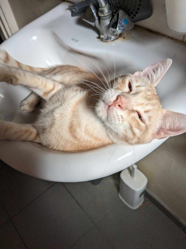 Catito
