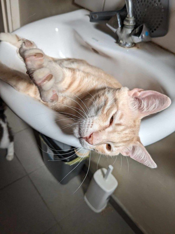 Catito