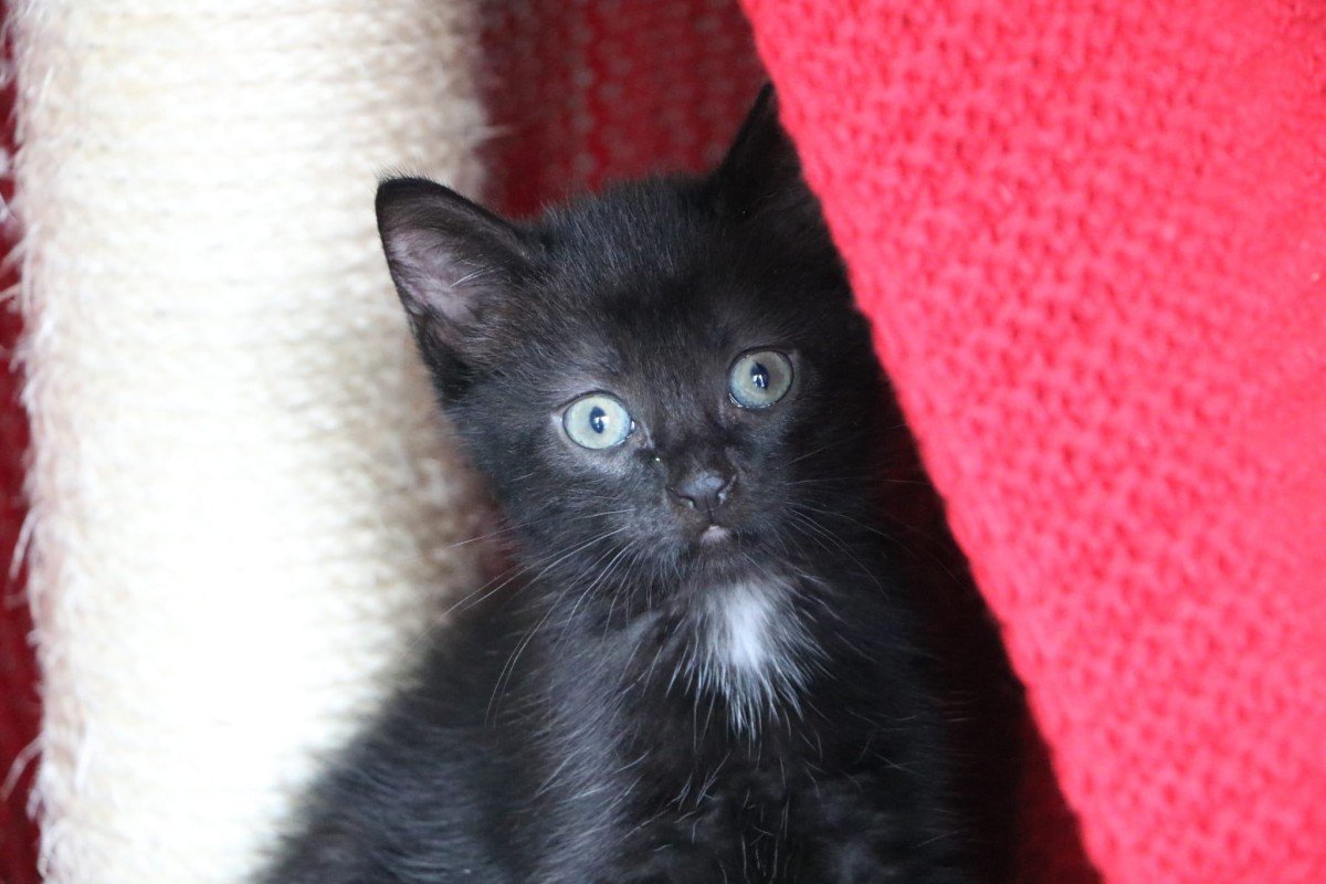 Ella