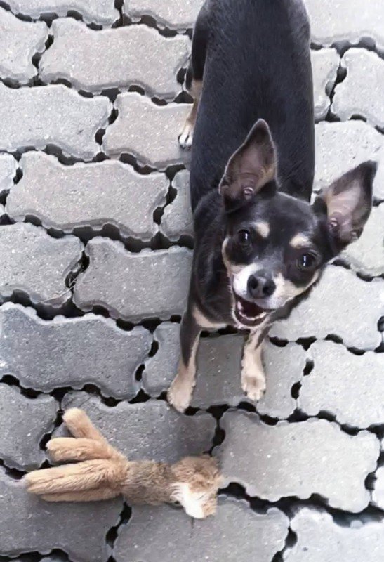 Oscar
