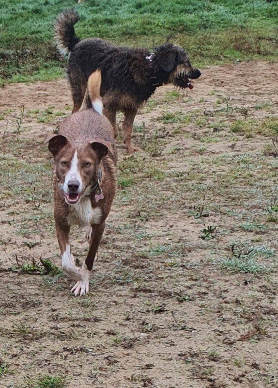 Holita (Dobby)
